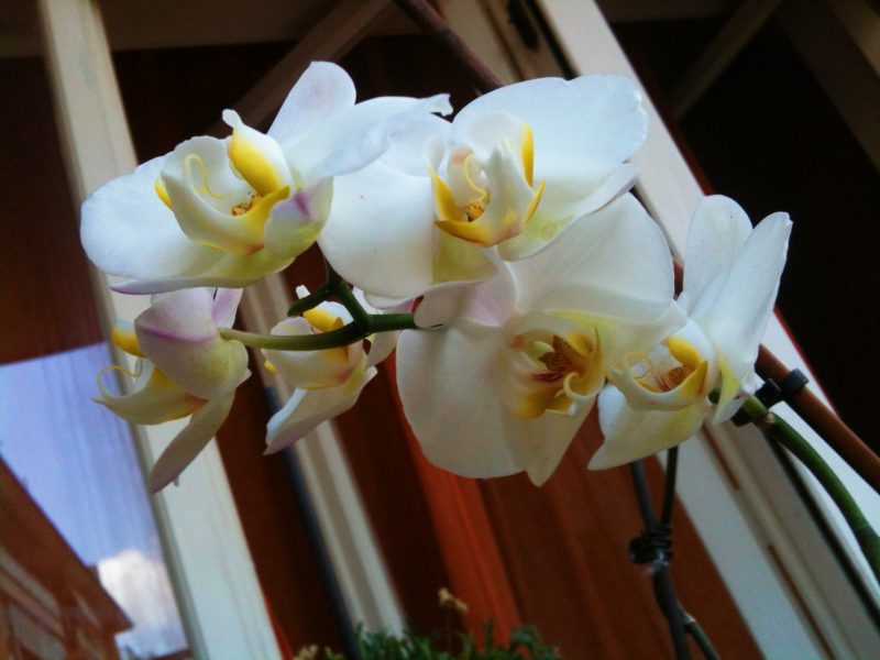 Fioritura orchidea bianca rinvaso