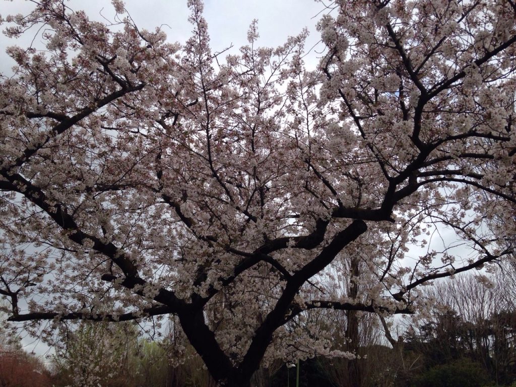 Sakura in fiore al laghetto dell'Eur
