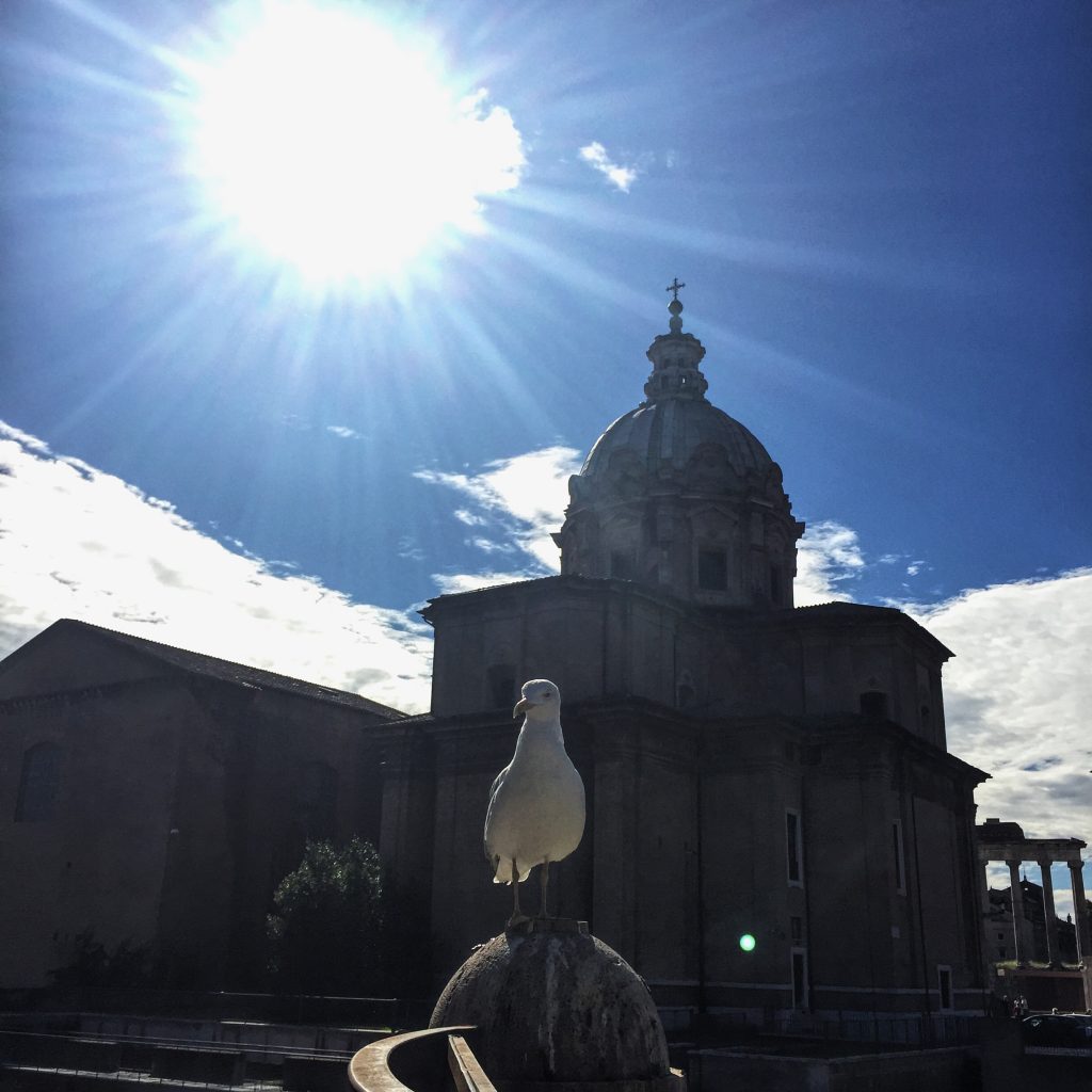 Un gabbiano non troppo solitario