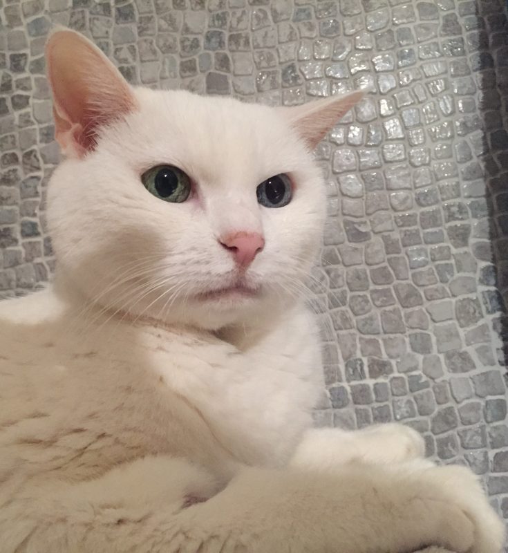 Nuvola la terza dei miei gatti