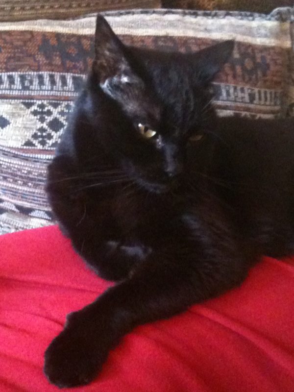 Gatti - Poldo il mio gatto protettore