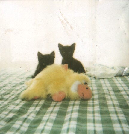 I miei micini