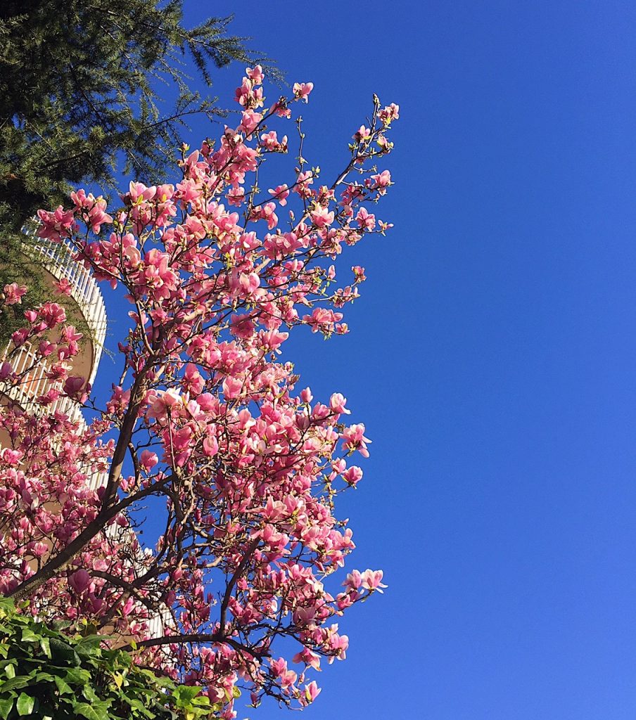 Desideri Magnolia