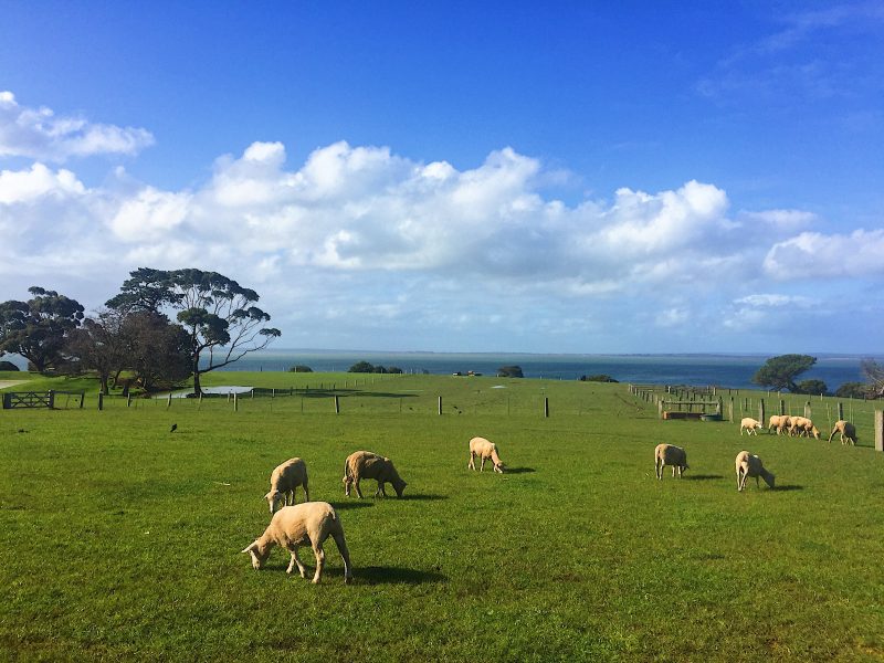 Churcill Island in Australia