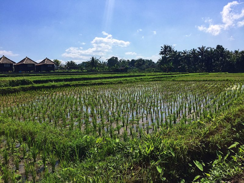 La vista dalla mia camera solo Villas Bali