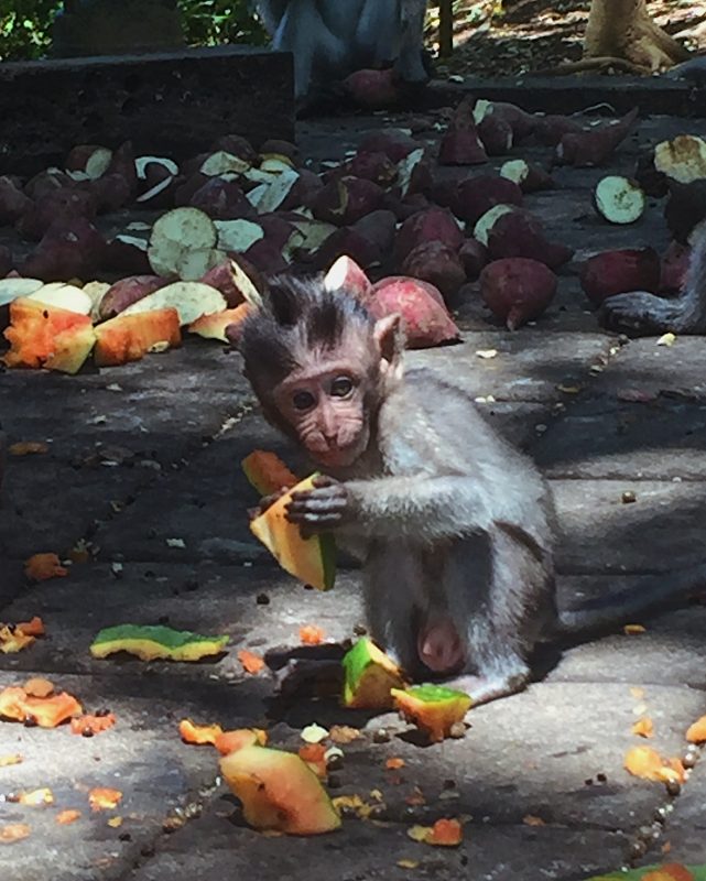 Cucciolo di scimmia Monkey sacred Forest