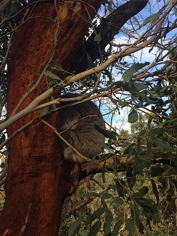 Incontro con i Koala