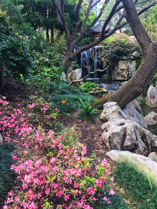 Chinese Garden a Sydney