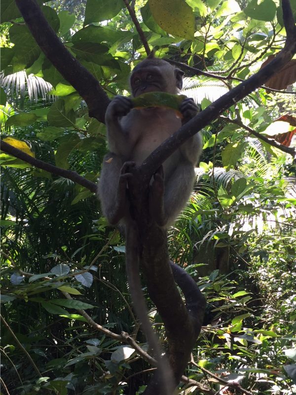Sacred monkey forest