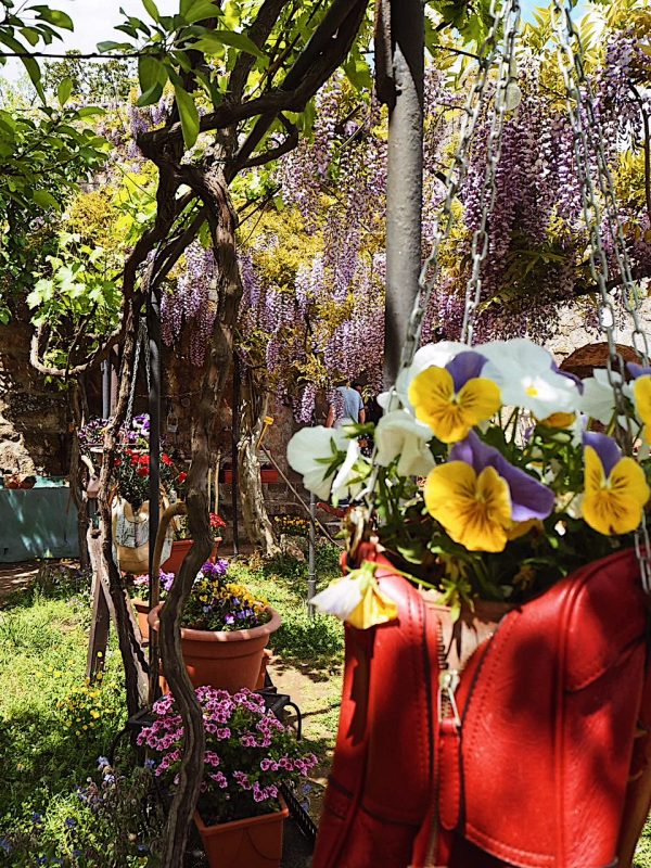 Cortile interno di Civita di Bagnoregio con glicine viola e fiori rosa su muri in pietra