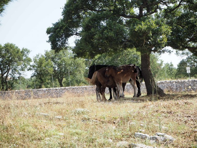 Puledri masseria torricella