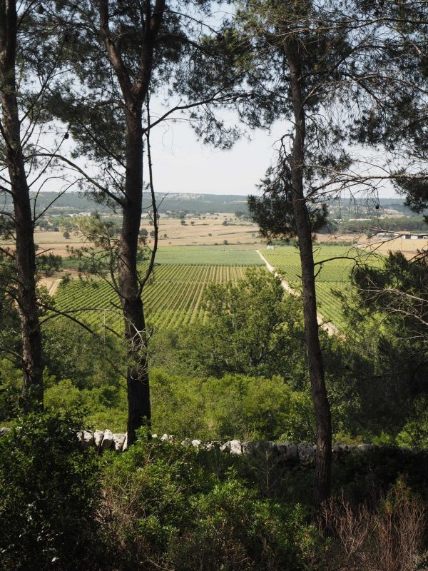 Vigneti Masseria torricella