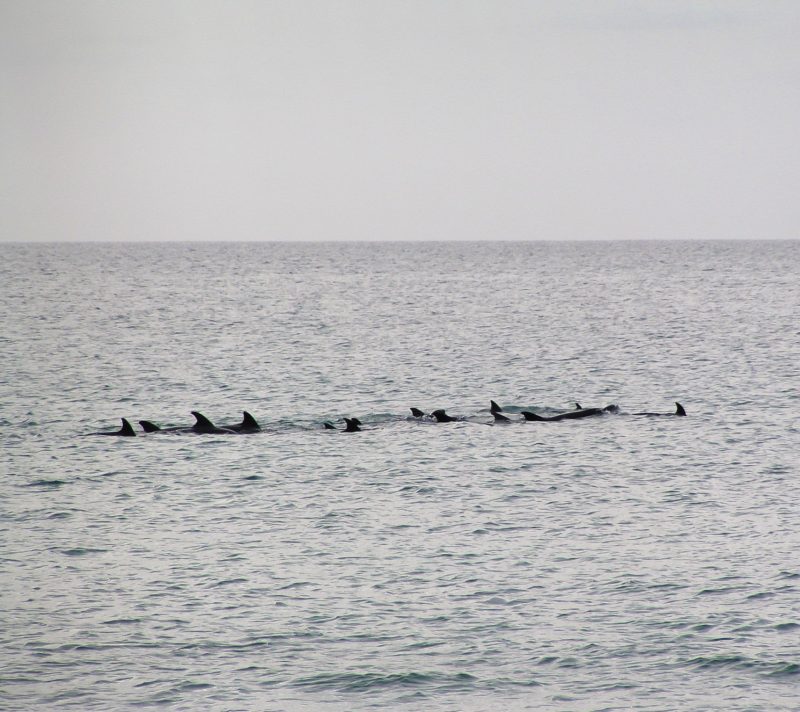 Branco di delfini avvistati a Praia de Chaves Boa Vista Capo Verde