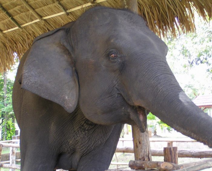 Elefante asiatico Thai Elephant Conservation Center TECC Chiang Mai