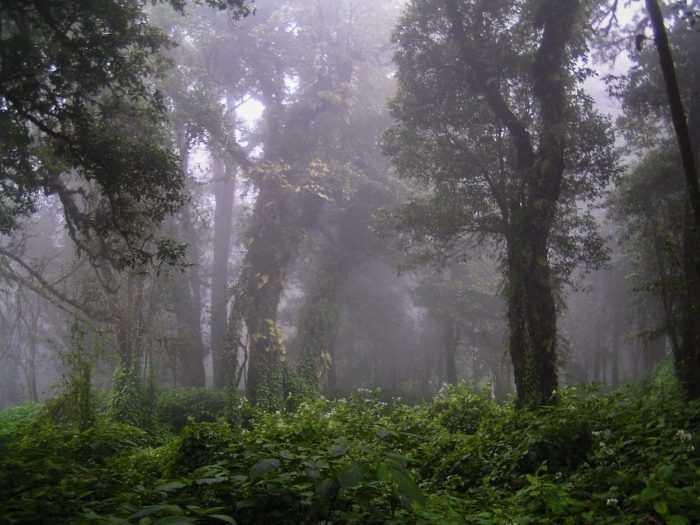 Foresta pluviale Parco Nazionale Doi Inthanon Thailandia del Nord