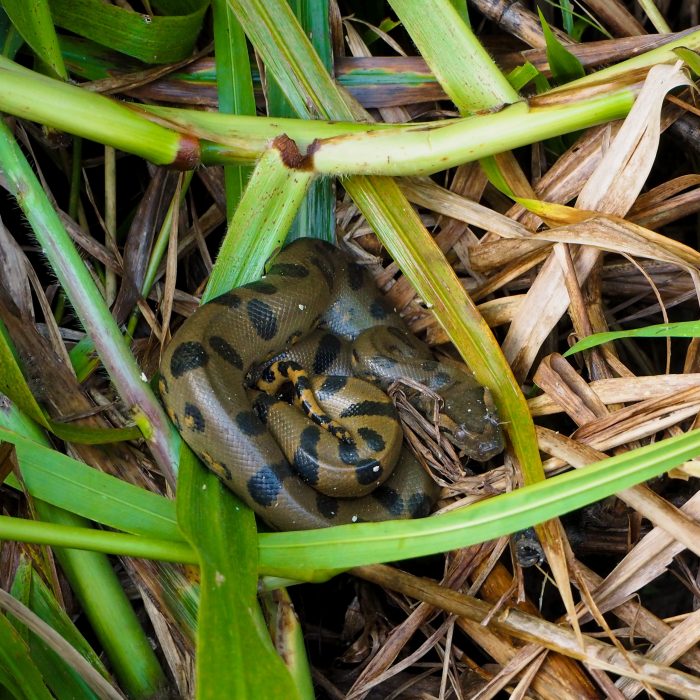 Cucciolo di Anaconda in Amazzonia peruviana