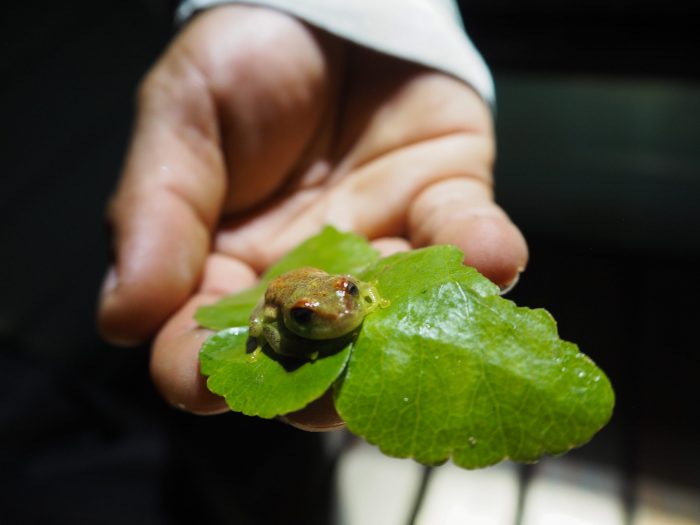Rana incontrata nell'escursione nella foresta amazzonica peruviana