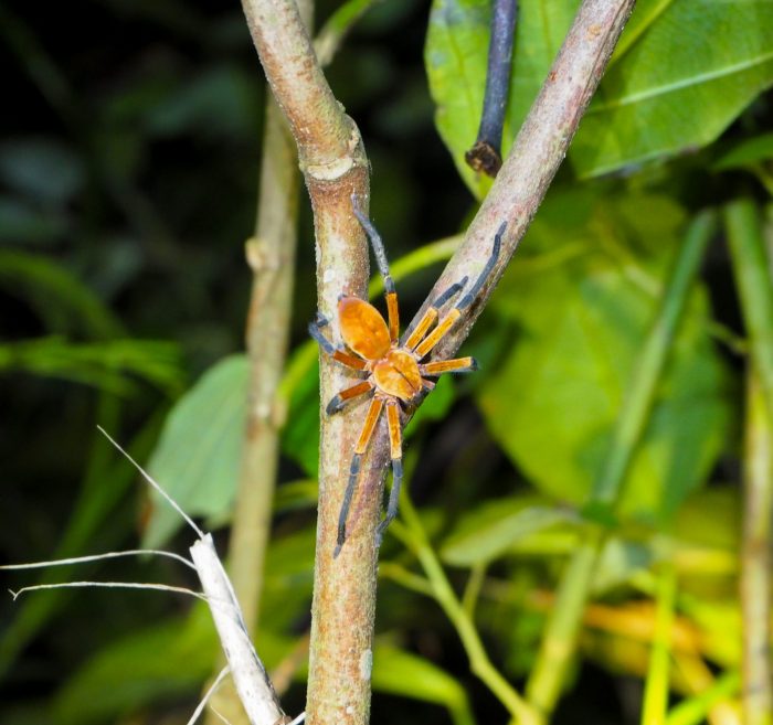Tarantola in Amazzonia peruviana