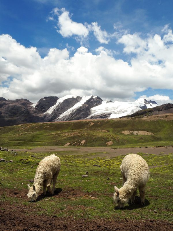 Alpaca lungo la strada per la montagna arcobaleno