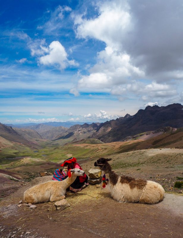 Lama sulla salita per Vinicunca landscape Perù