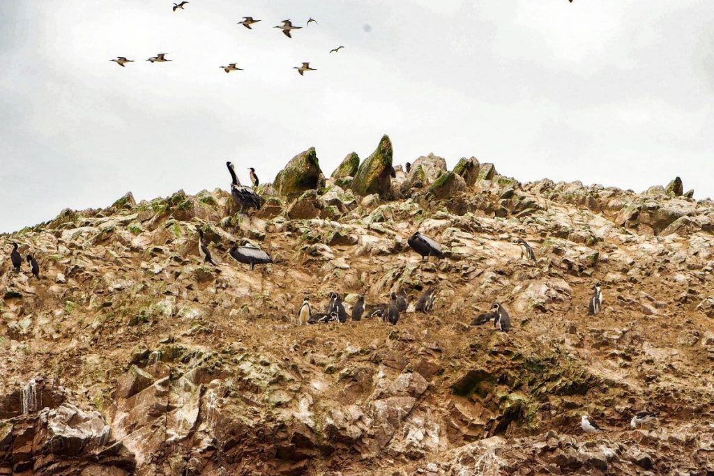 Immagine articolo isole Ballestas