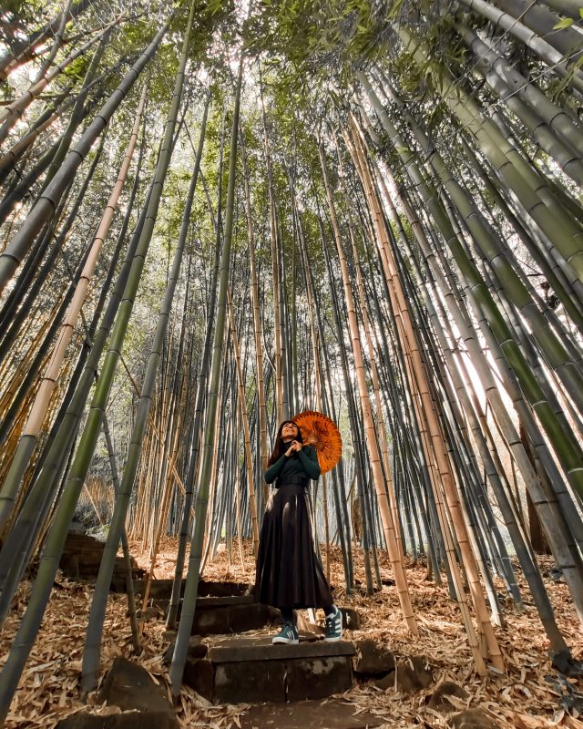 Foresta di Bambù Orto Botanico di Roma unadonnaalcontrario