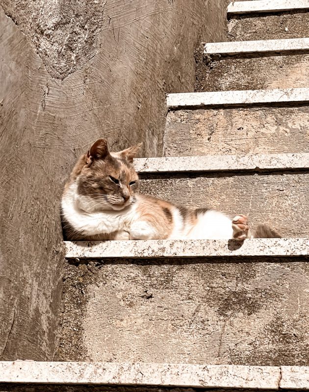 Gatto tra le scale di Calcata Vecchia