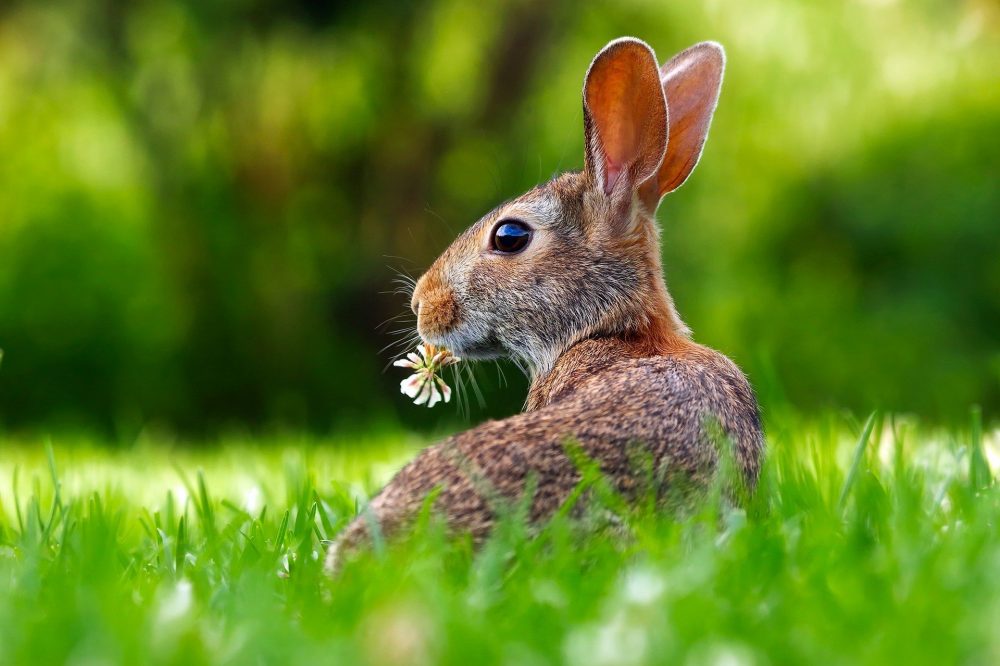 Coniglio Pasqua nel mondo