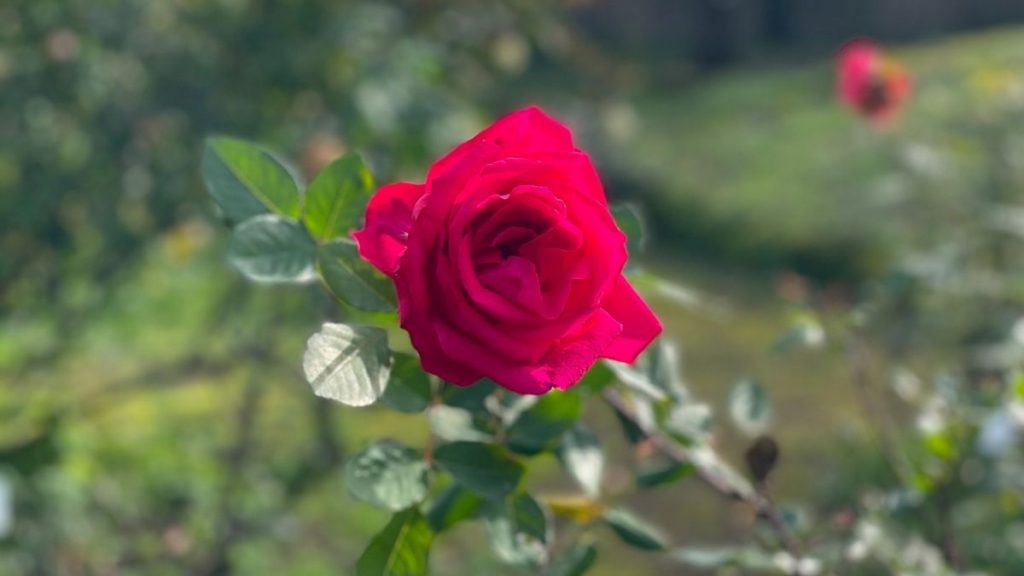 Rosa rossa Rituale di Ostara 2026 per l'Equinozio di Primavera