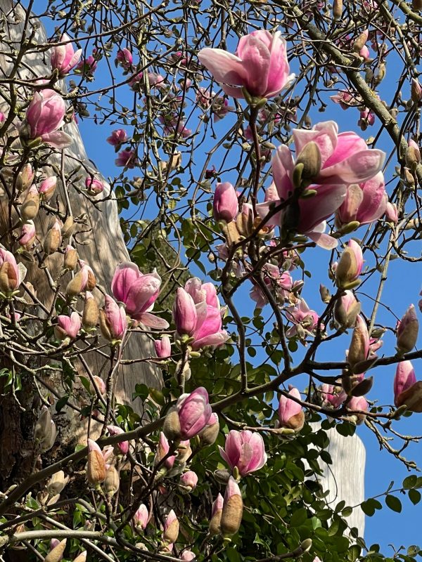 Celebrare Ostara e la rinascita dei fiori in primavera
