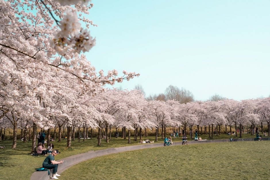 Sakura Amsterdam