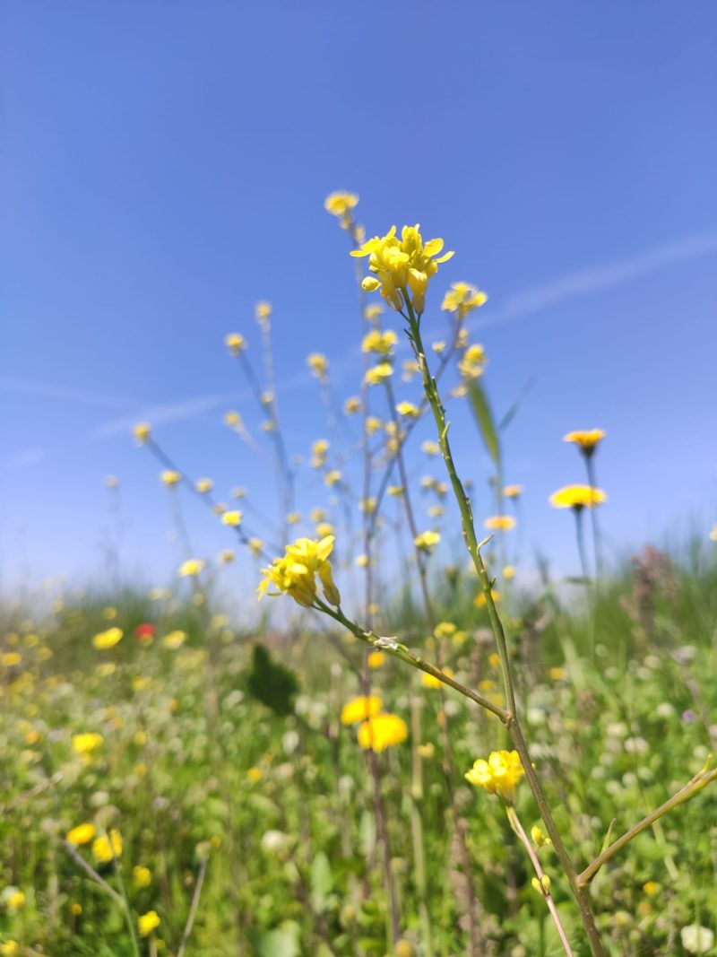 Fiori di primavera per Celebrare Beltane