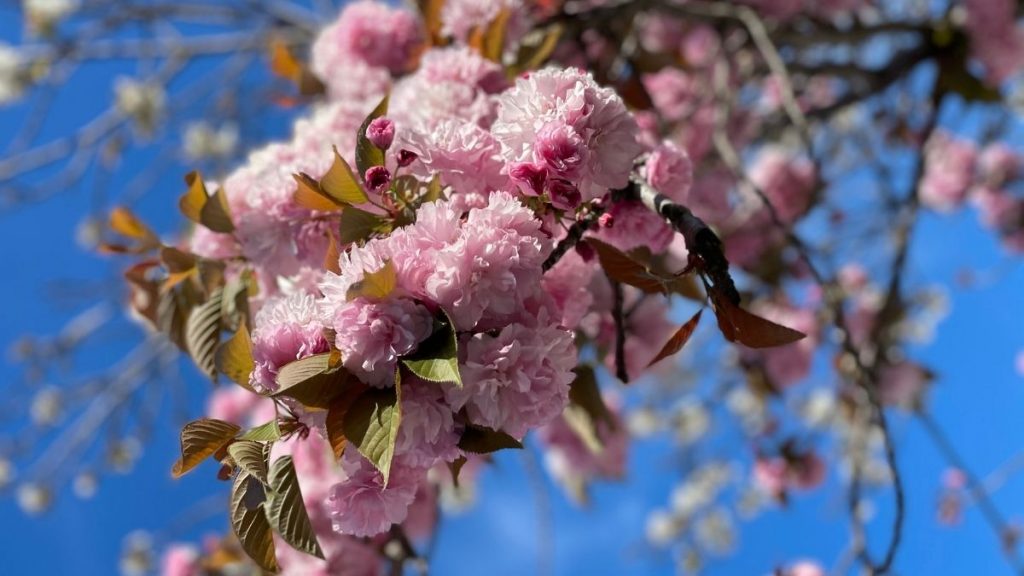 immagine evidenza articolo Beltane unadonnaalcontrario