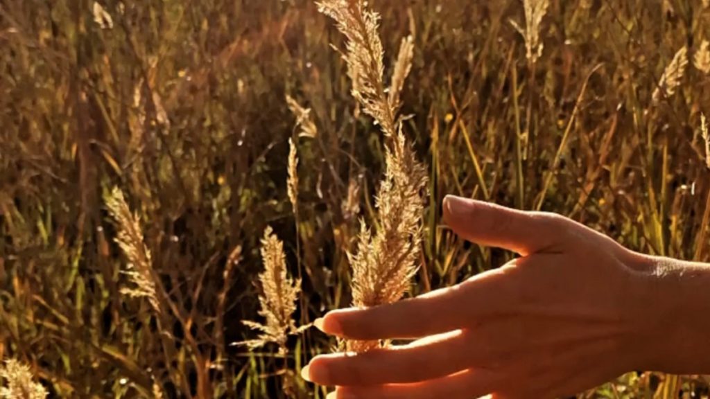 Campo di grano dorato al tramonto, simbolo di Lughnasadh la festa celtica del primo raccolto