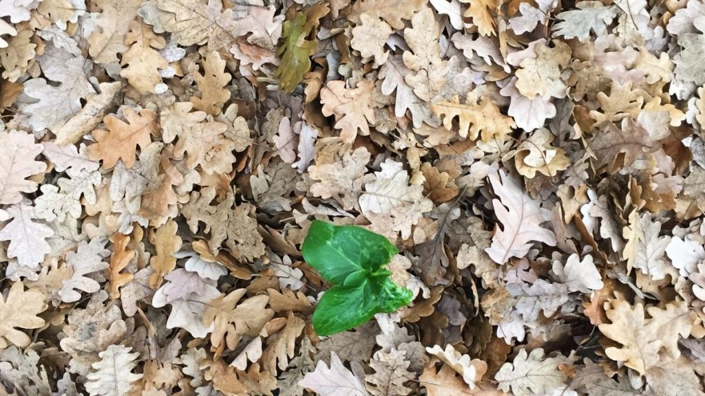Tappeto di foglie secche autunnali con un germoglio verde al centro, simbolo dell'equilibrio tra fine e rinascita celebrato a Mabon, l'Equinozio d'Autunno