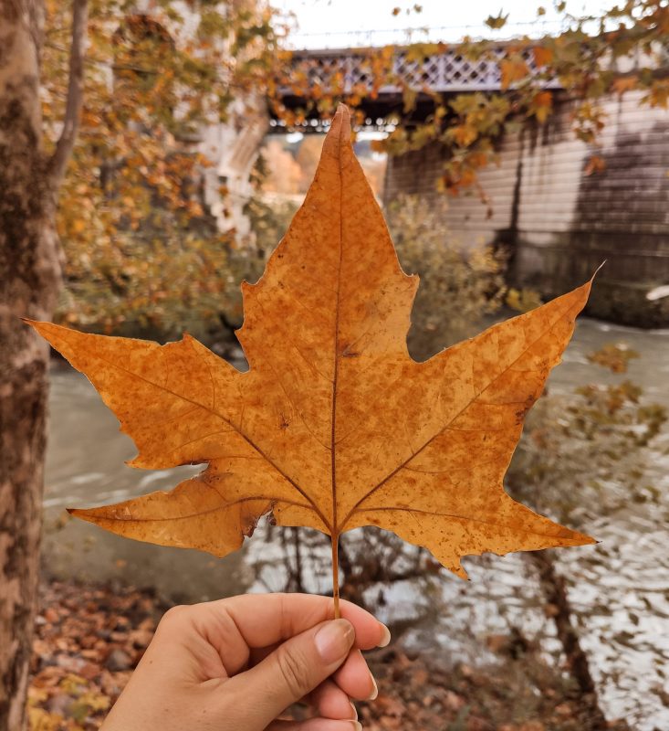 Foglie d'autunno dorate e rosse simbolo di Mabon e dell'Equinozio d'Autunno 2026