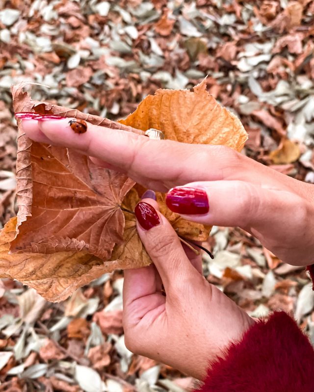 Coccinella su una foglia di autunno a Samhain