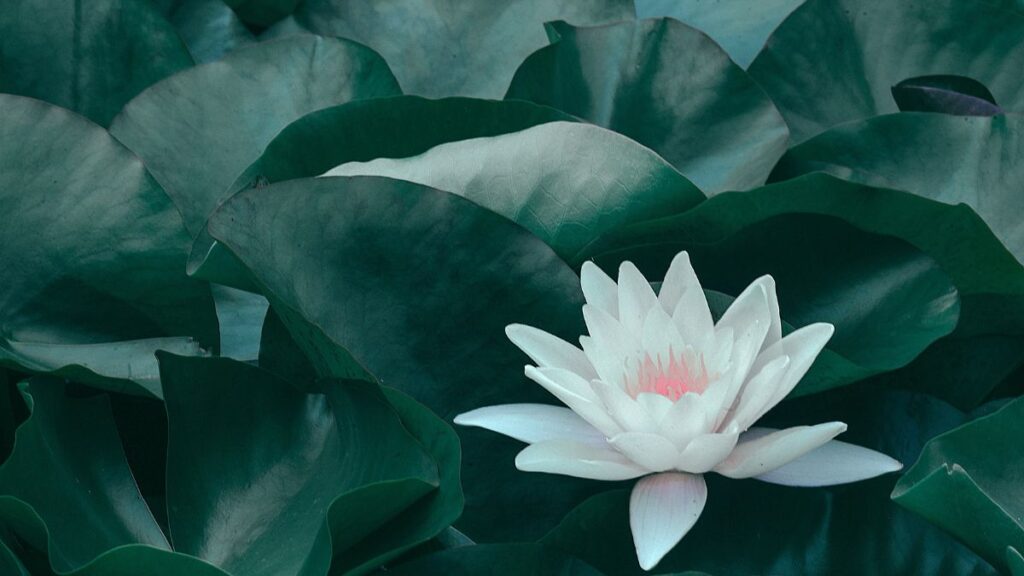 articolo app per meditare