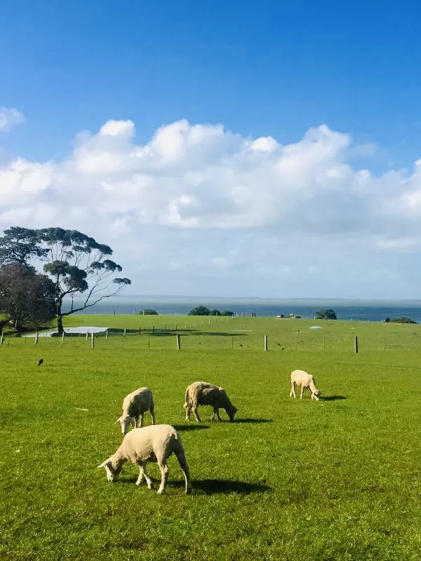 pascoli in Australia working holiday visa