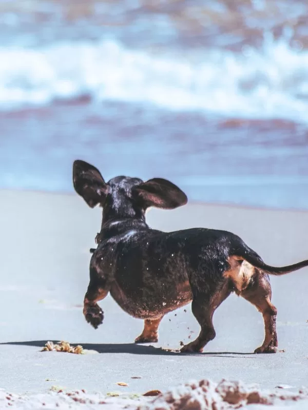 Bassotto in una delle spiagge per cani in Italia