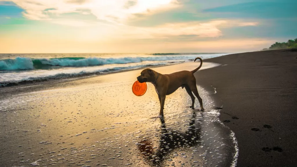 cane che gioca in una dog beach al tramonto