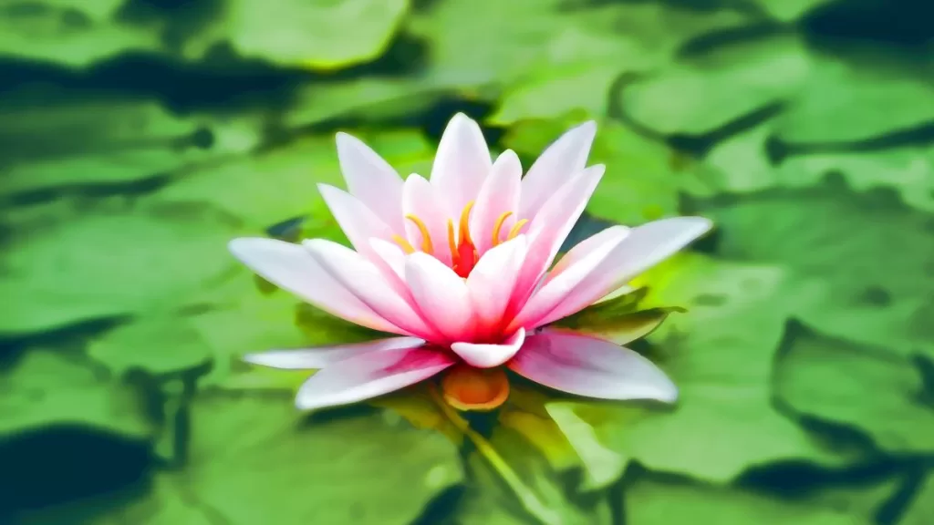 fiore di loto meditazione vipassana