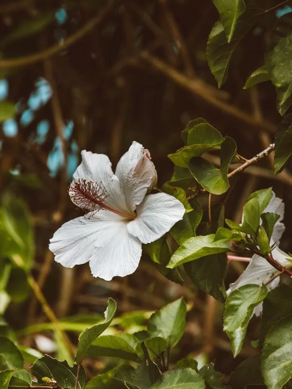 Fiore tropicale hawaiano simbolo della tecnica Ho'oponopono di riconciliazione e perdono per il benessere del sistema nervoso