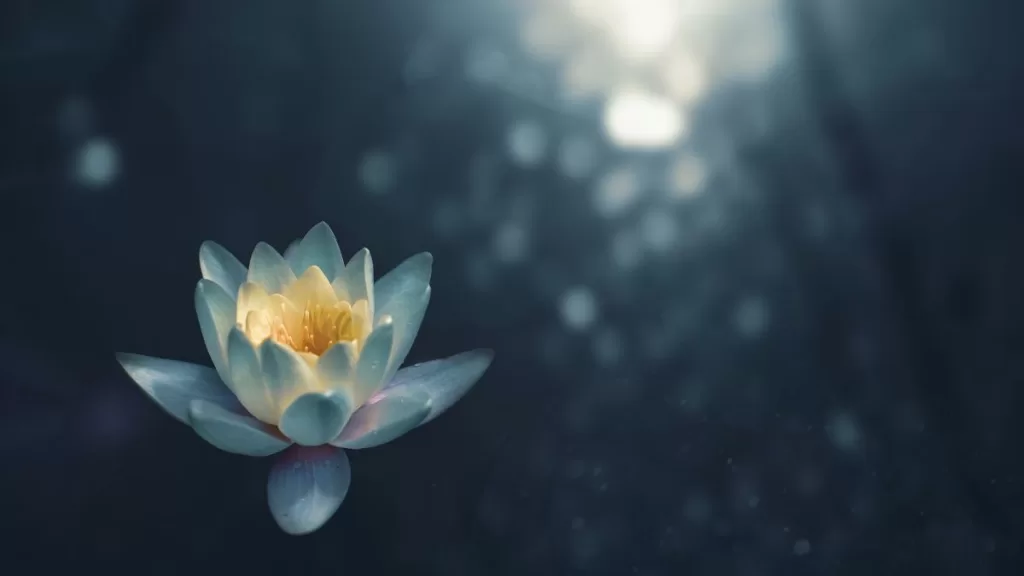 fiore di loto meditazione trascendentale