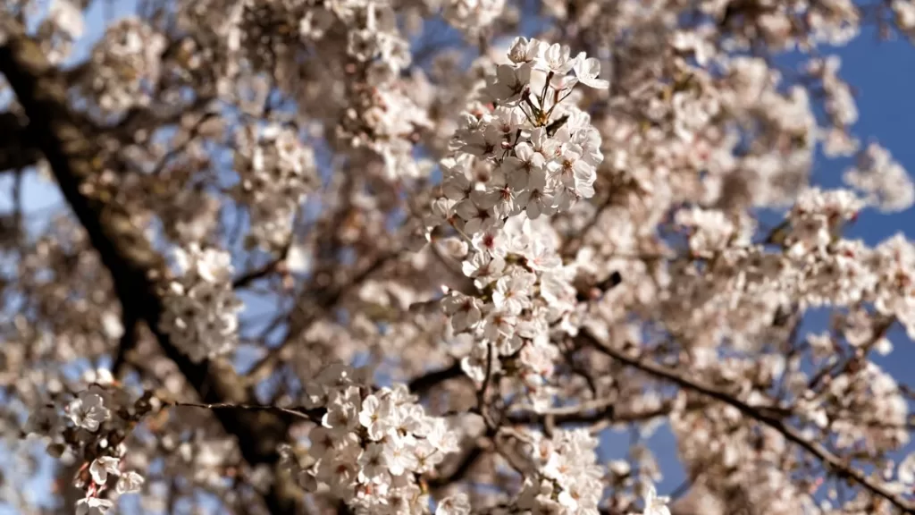 Ramo ciliegi in fiore rosa primavera, simbolo mindfulness meditazione consapevole momento presente