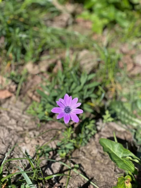 Fiore di campo viola dettaglio macro, pratica mindfulness attenzione consapevole natura qui e ora