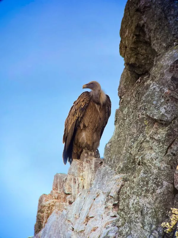 Avvoltoio Parco nazionale di Monfragüe
