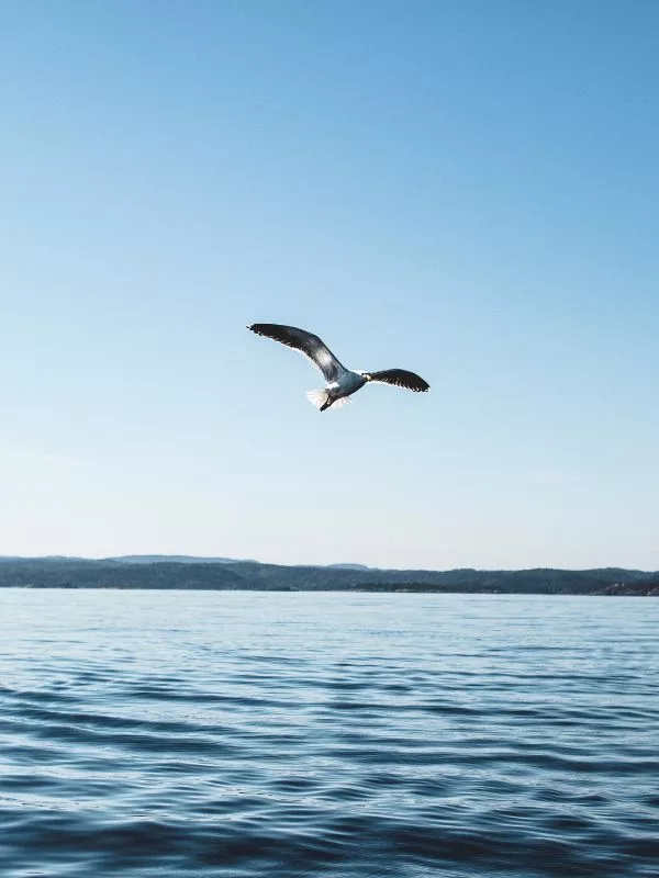 gabbiano che vola sul mare atelofobia