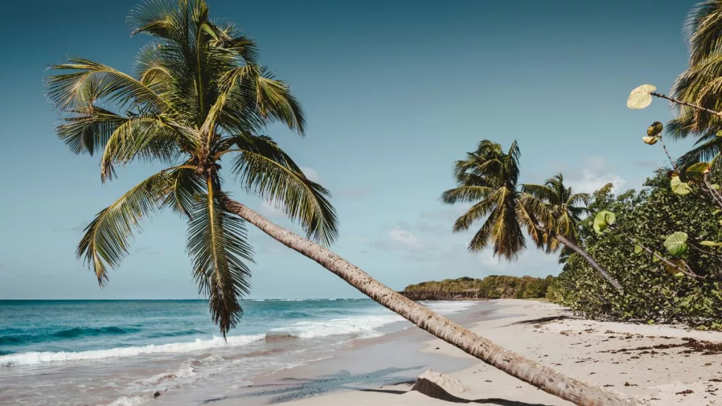 palme da cocco dove andare in vacanza a gennaio unsplash daniel oberg
