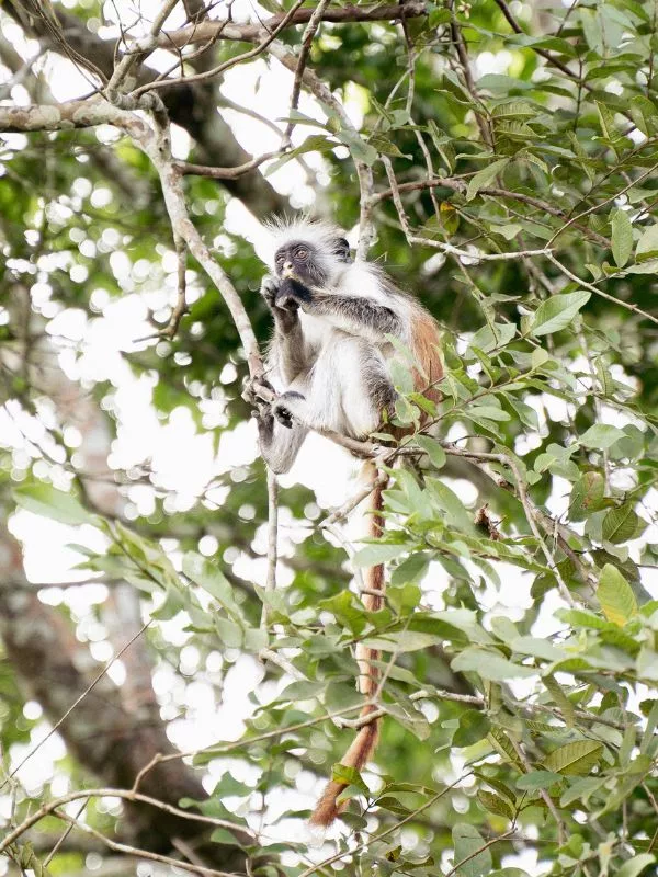 scimmia rossa zanzibar jozani forest gennaio